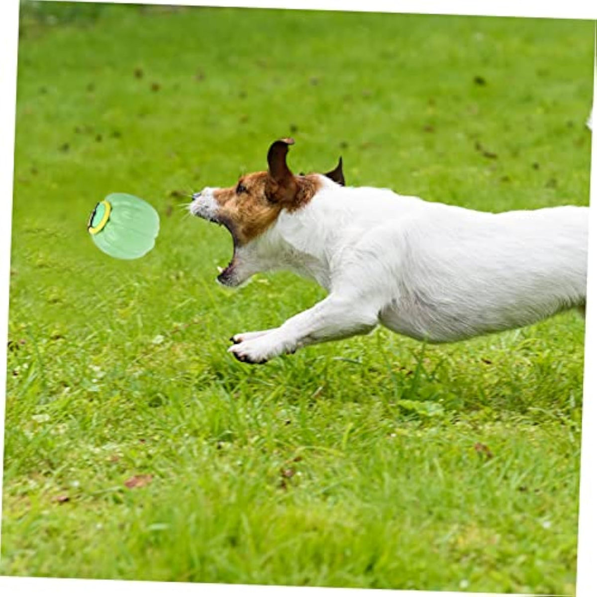 Squeaky Dog Chew Ball - image 6